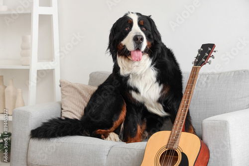 Cute Bernese mountain dog w...
