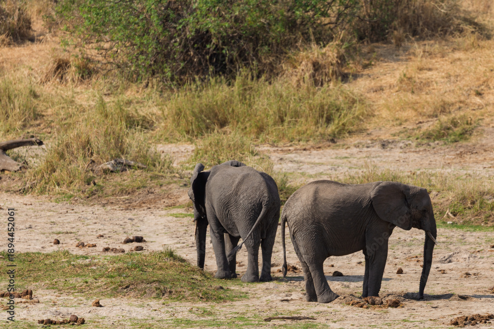 Fototapeta premium Tarangire National Park, Tanzania - September 29th, 2025: African Elephant Mother and Calf in Dry Season Savanna