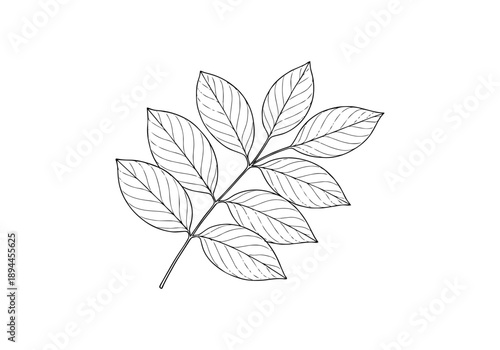Indian Rosewood Hand Drawn Illustration Vector by AZ for Books, Arts, Design and Decoration Graphic Asset