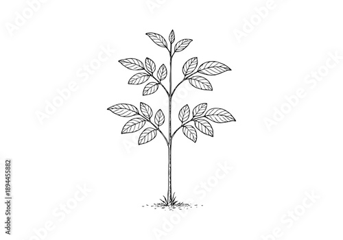 Indian Rosewood Hand Drawn Illustration Vector by AZ for Books, Arts, Design and Decoration Graphic Asset