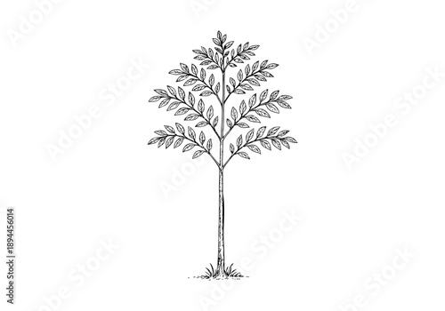 Indian Rosewood Hand Drawn Illustration Vector by AZ for Books, Arts, Design and Decoration Graphic Asset
