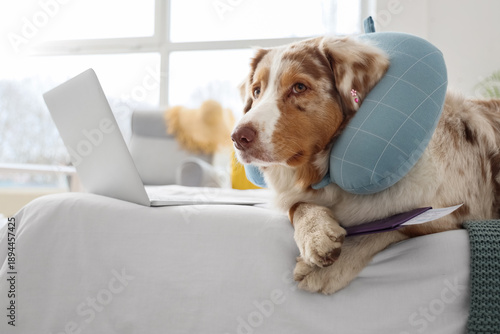 Cute Australian Shepherd do...