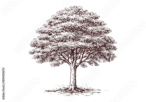 Mahogany Hand Drawn Illustration Vector by AZ for Books, Arts, Design and Decoration Graphic Asset