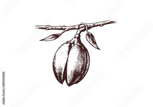 Mahogany Hand Drawn Illustration Vector by AZ for Books, Arts, Design and Decoration Graphic Asset