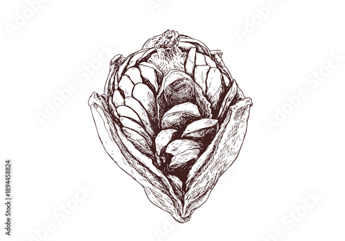 Mahogany Hand Drawn Illustration Vector by AZ for Books, Arts, Design and Decoration Graphic Asset