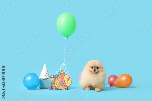 Cute Pomeranian Spitz dog w...