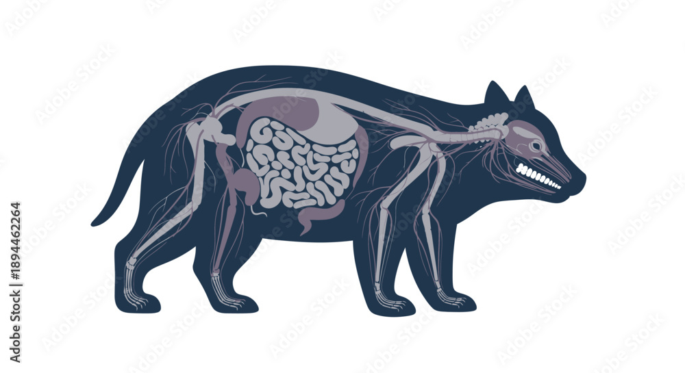 Fototapeta premium Detailed anatomical illustration of a wolf's internal organs from a lateral viewpoint showcasing its biological structure