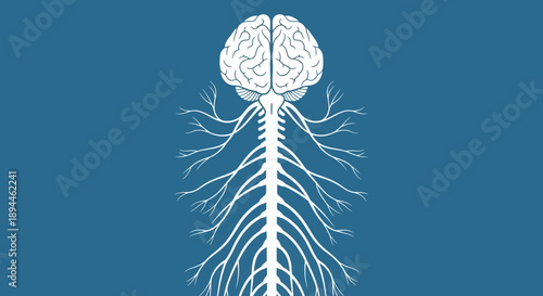Illustration of a human brain and spinal cord with nerve endings on a blue background viewed from the front