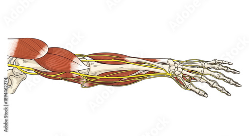 Detailed anatomical illustration of the human arm's muscular and skeletal system from a lateral viewpoint