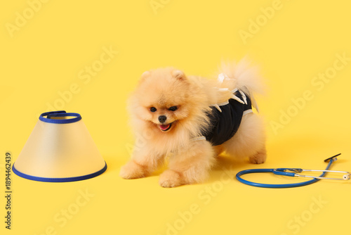 Cute Pomeranian dog in reco...
