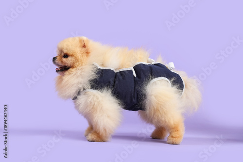 Cute Pomeranian dog in reco...