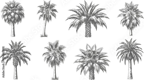 Set of monochrome palm tree silhouettes and tropical plant sketches isolated on grey background for nature landscape design and botanical patterns