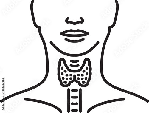 Human digestive system anatomy illustration with esophagus stomach intestines medical diagram vector