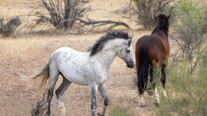 Gray Dapple Wild Horse Stallion Fighting a Bay wild horse stallion at Pobrecito area of the Salt River Arizona United States