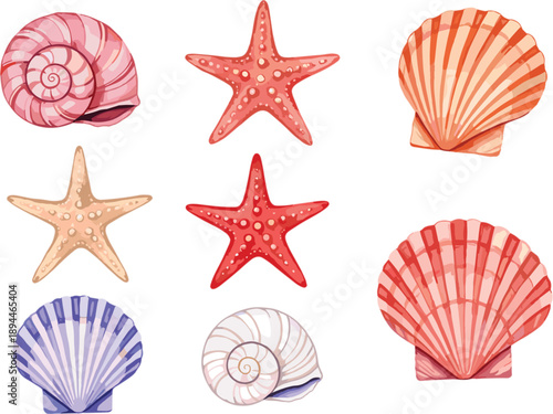 Colorful marine life collection with starfish and varied seashells isolated on white background vector tropical beach ocean elements set.