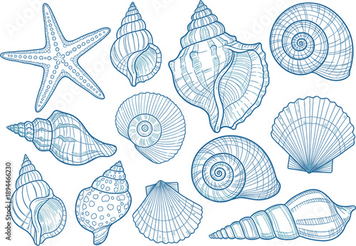 Vintage Blue Line Art Marine Seashell Vector Set Featuring Detailed Starfish And Sea Snail Sketches For Coastal Home Decor And Nautical Themed Branding