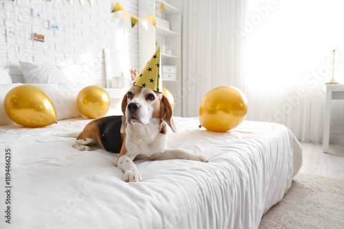 Cute Beagle dog with party ...