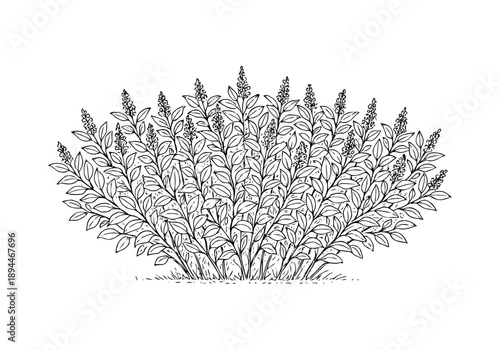 Mexican Lilac Hand Drawn Illustration Vector by AZ for Books, Arts, Design and Decoration Graphic Asset