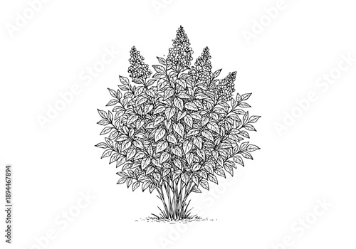 Mexican Lilac Hand Drawn Illustration Vector by AZ for Books, Arts, Design and Decoration Graphic Asset