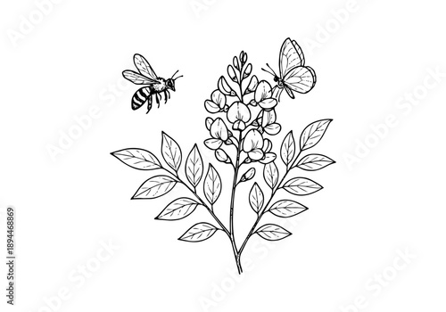 Mexican Lilac Hand Drawn Illustration Vector by AZ for Books, Arts, Design and Decoration Graphic Asset