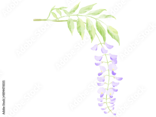 藤の花　優しい色合いの水彩イラスト