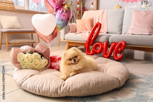 Cute Pomeranian dog with bo...