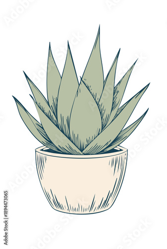 植木鉢のアガベのベクターイラスト