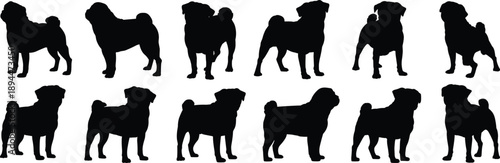 Collection of Twelve Pug Dog Silhouettes in Various Standing Poses for Pet Branding Veterinary Marketing and Animal Lover Graphic Design