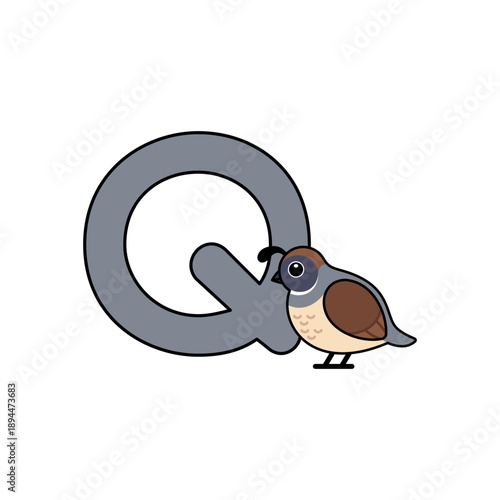 Vector Animal Alphabet Cartoon Quail Illustration