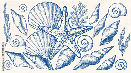 blue and white illustration of seashells and starfish on beige background