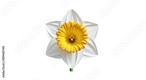 Wallpaper Mural Close-up of a white and yellow daffodil on a white background Torontodigital.ca