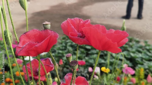 Papaver rhoeas or red common poppy flowers. Its common names corn poppy, corn rose, field poppy, Flanders poppy, red poppy and Odai flowers. Its species of flowering plant in poppy family Papaveraceae
