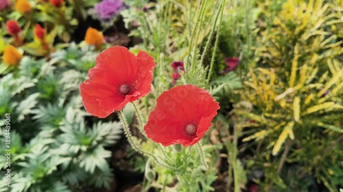 Papaver rhoeas or red common poppy flowers. Its common names corn poppy, corn rose, field poppy, Flanders poppy, red poppy and Odai flowers. Its species of flowering plant in poppy family Papaveraceae