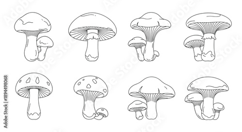 Collection of eight different types of wild mushrooms, illustrated in a clean and simple black and white line art style.