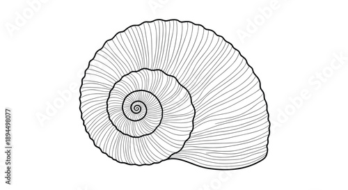 Highly detailed black and white line art illustration of a spiral nautilus or ammonite shell, created in an engraving style.