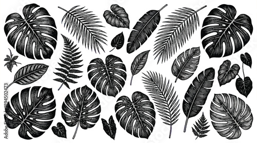 Monstera and palm leaves illustrations in black and white  tropical foliage designs