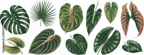 Vibrant collection of tropical exotic leaves featuring monstera palm and anthurium foliage for botanical designs