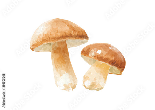 Watercolor illustration showcasing two fresh, edible fungi against a dark backdrop