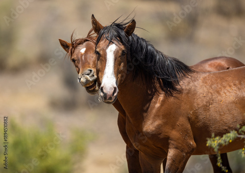 Wild Horse Stallions Fighting and biting for Dominance at Salt River Arizona United States
