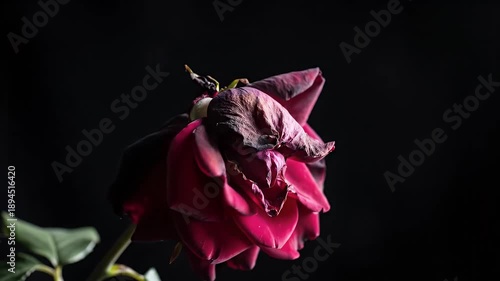 Beautiful red rose blooming in the dark, showing its petals and leaves.