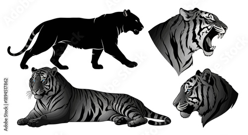 Collection of Tiger and Panther Illustrations.