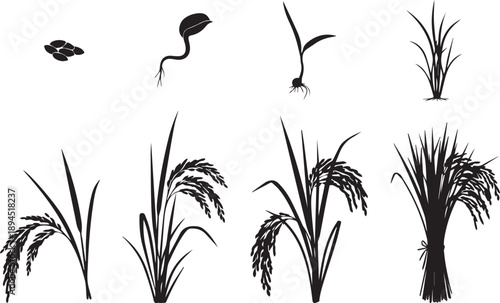 Rice Plant Growth Stages Silhouette Set Illustration