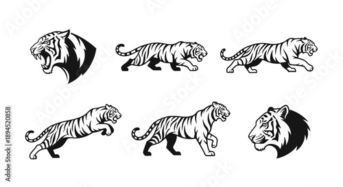 Collection of Tiger Illustrations in Various Poses.