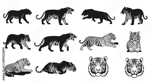 Collection of Tiger Illustrations in Various Poses.