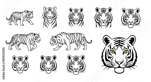 Collection of Tiger Illustrations in Various Poses and Close-ups.