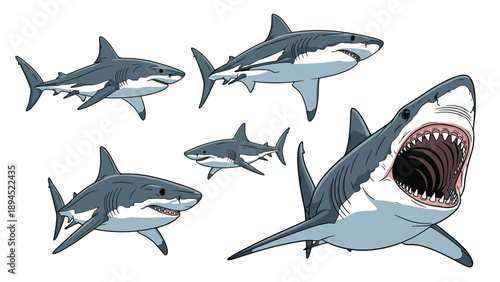 Powerful great white shark illustrations shown in various swimming angles including one with massive jaws wide open.