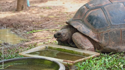 Relaxed tortoise drinking water near pond in natural habitat surrounded by greenery and earth in outdoor setting during sunny day.