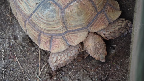 Close-Up View of a Large Tortoise foraging on the Ground in Natural Habitat, Capturing Detailed Textures and Colors of Shell and Skin in a Serene Setting