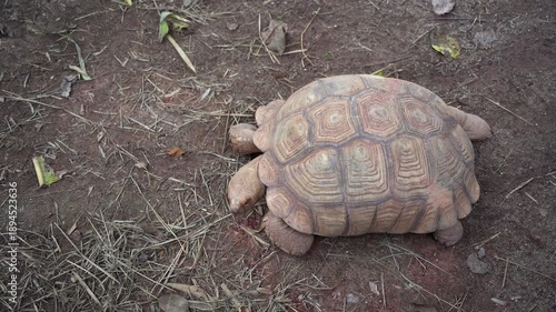 Close-Up of a Tortoise Crawling Slowly on Brown Earth Surrounded by Dry Grass and Leaves in a Natural Habitat