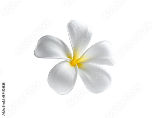 Delicate white five-petal bloom with soft yellow center, isolated on black